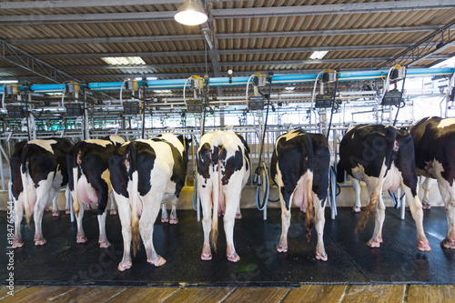 Cow milking facility, Milking the cow with milking machine modern. 