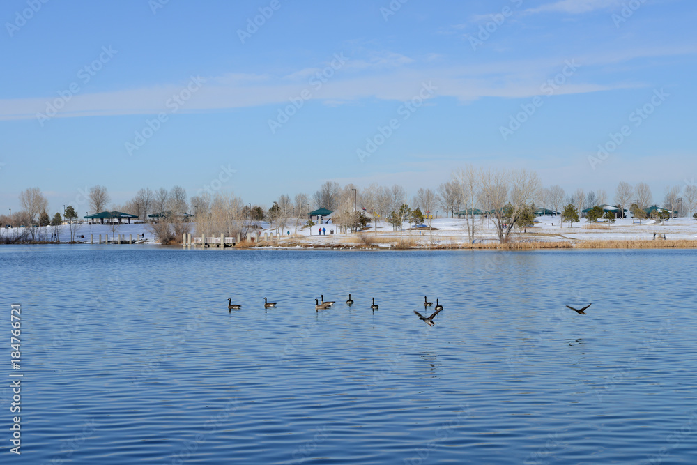 Spring Park - In early spring, with snow still on the ground, birds already enjoy the open water in unfrozen lake of a city park, Denver-Littleton, Colorado, USA.