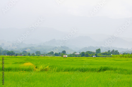 A green rice field with mountains stacked and raining in the background.