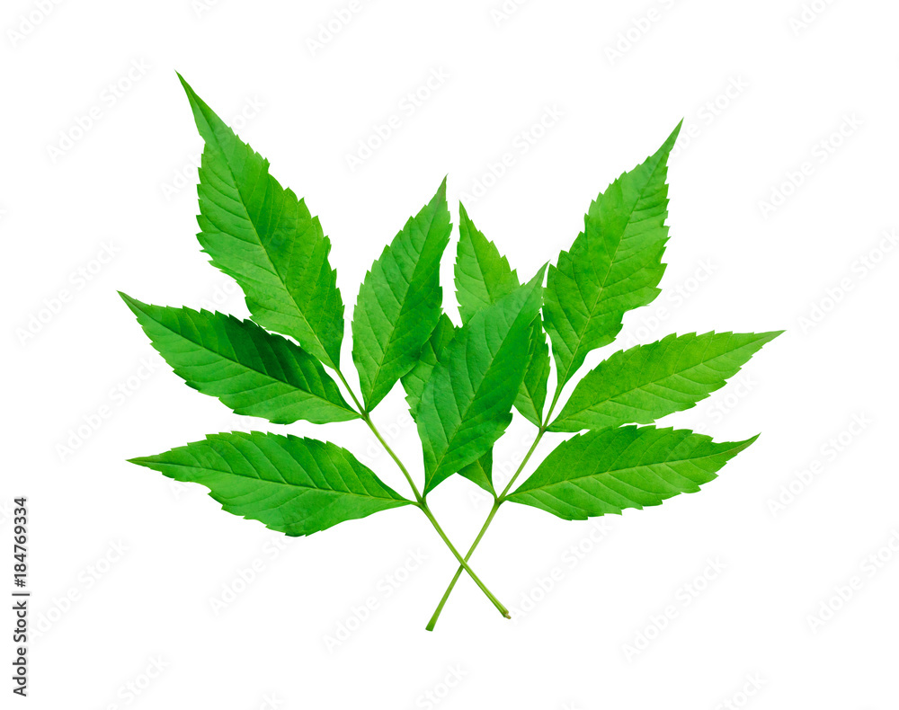 Green leaves tree isolated on white background Green leaves tree isolated on white background