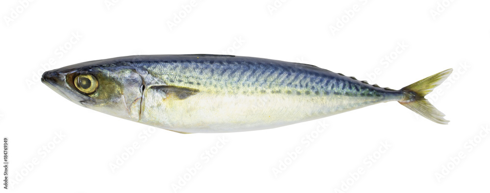 Fresh mackerel isolated on white background with clipping path. Fresh mackerel isolated on white background with clipping path.