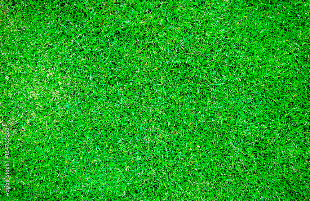 Fototapeta premium green lawn,backyard for background