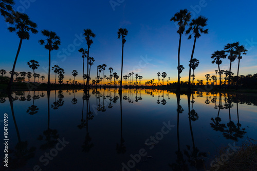 Silhouette of Sugar Palm Trees on Blue Sky at Twilight Time. Reflection on the Water.