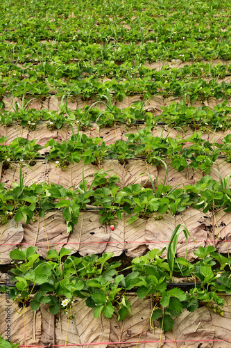 Rows of Strawberry plants in a strawberry field