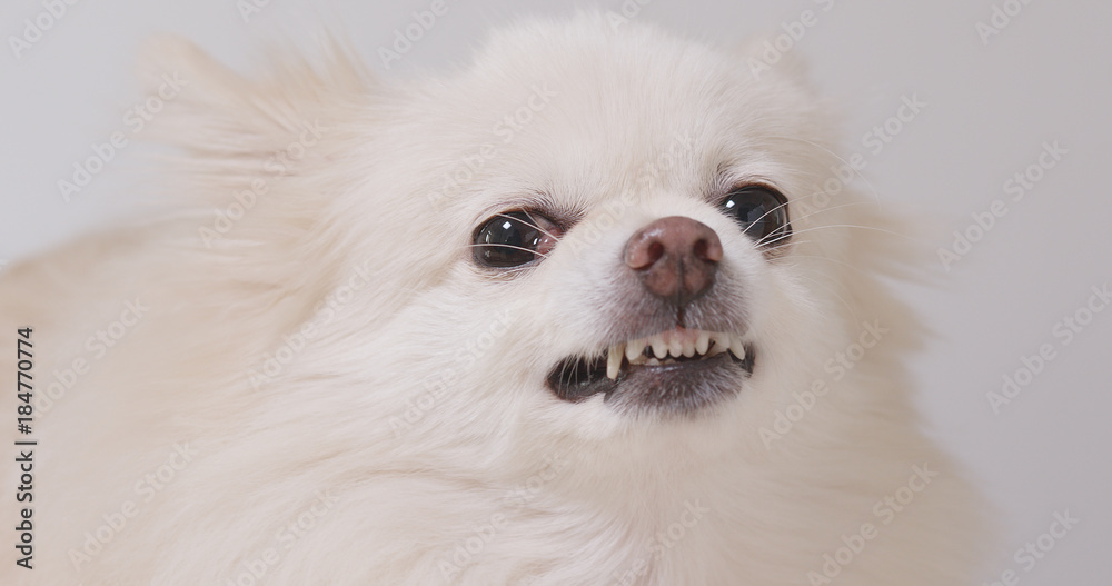 Barking Pomeranian dog