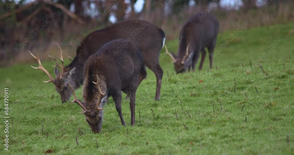 Fallow Deer with antlers grazing green field Ireland slow motion Fallow Deer with antlers grazing green field Ireland slow motion