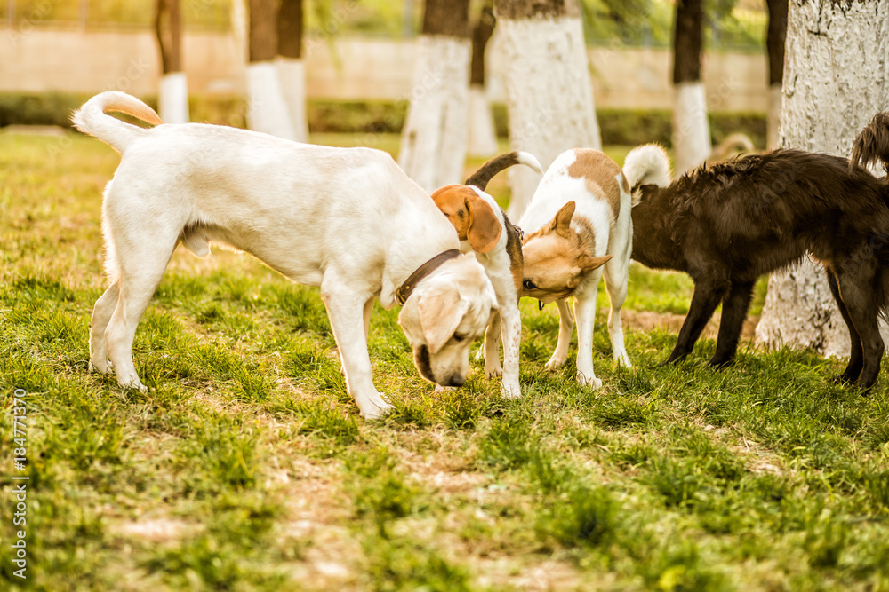 Fototapeta premium four dogs playing in the park