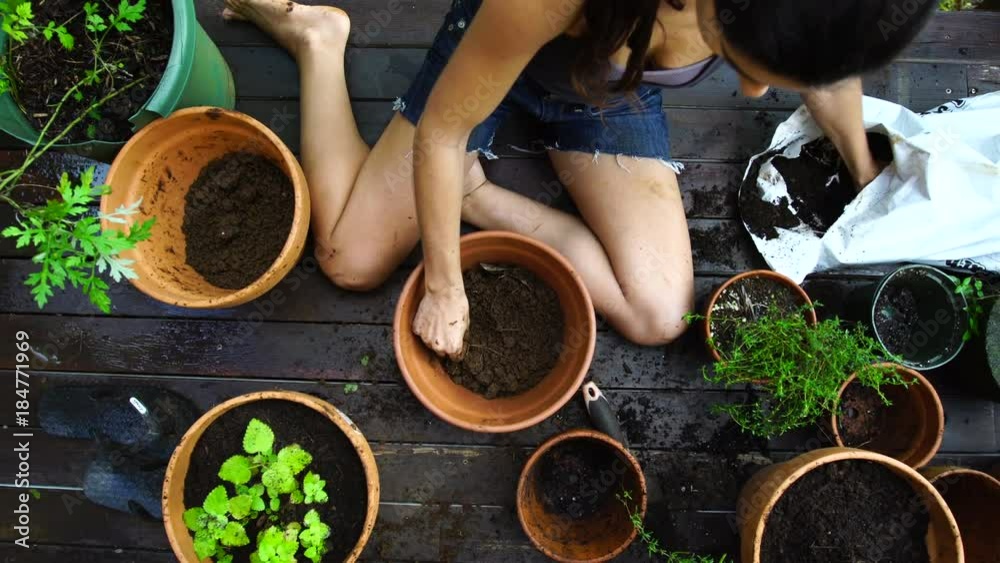 An attractive young native woman uses her hands to scoop potting soil and plant herbs and succulent plants in red clay pots, while kneeling on a rustic deck with a lush jungle background.
