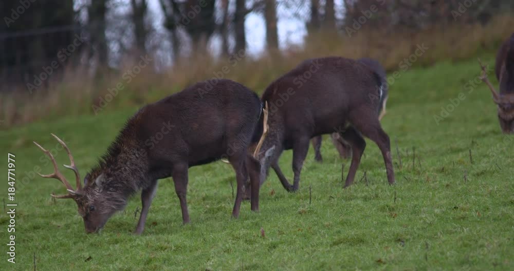 Fallow Deer with antlers grazing green field Ireland slow motion Fallow Deer with antlers grazing green field Ireland slow motion