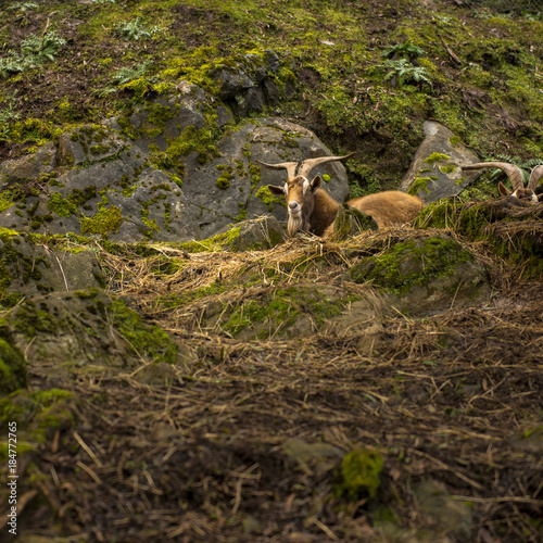 Goat outside during the day time in Tasmania.