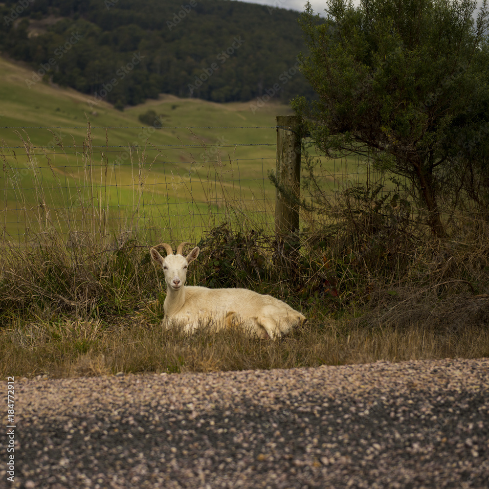Obraz premium Goat outside during the day time in Tasmania.