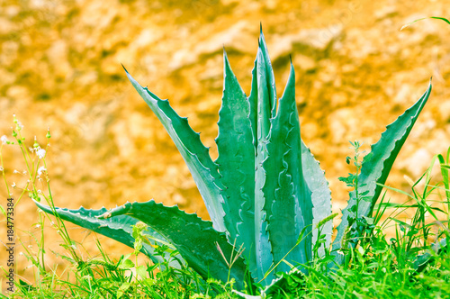 Blue Agave plant with sword like leaves