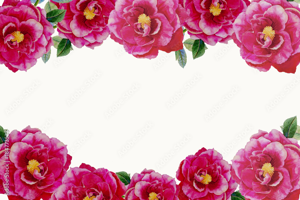Pink rose flowers, frame