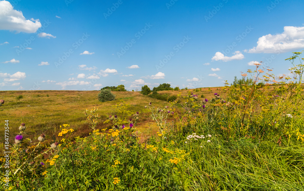 Autumn Steppe landscape with thistles in foreground