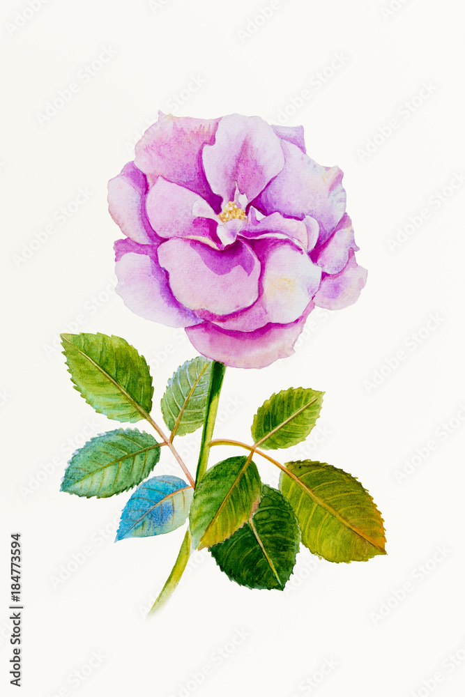 One pink rose flower.