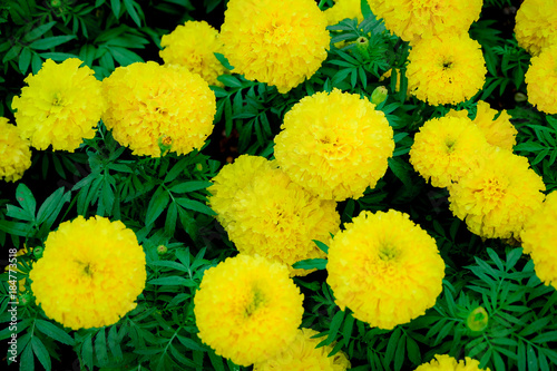 marigold