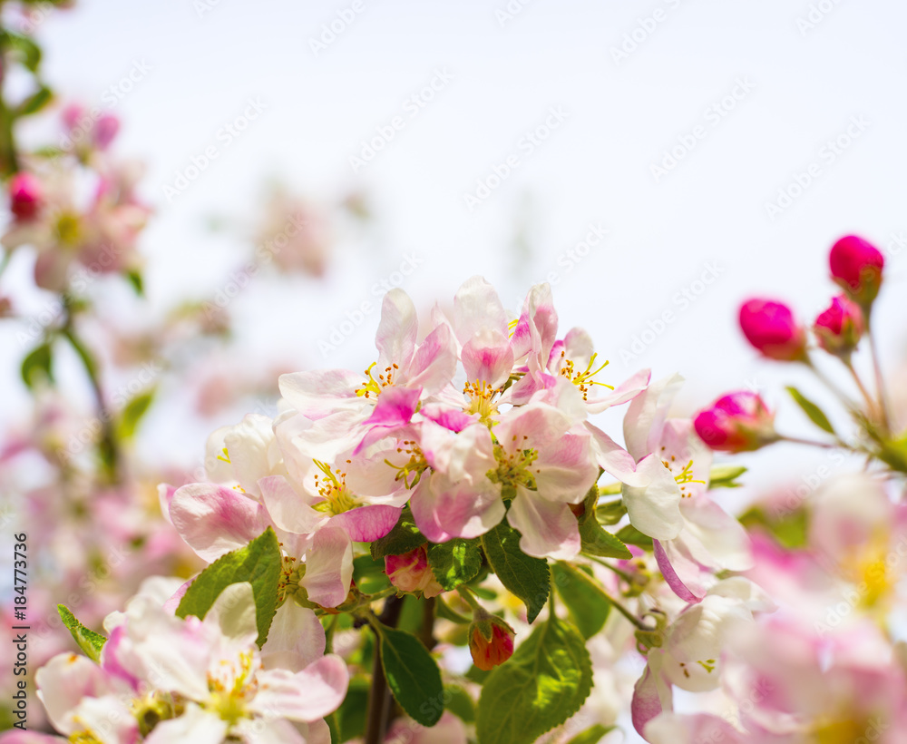 Blossoming apple tree in spring Blossoming apple tree in spring