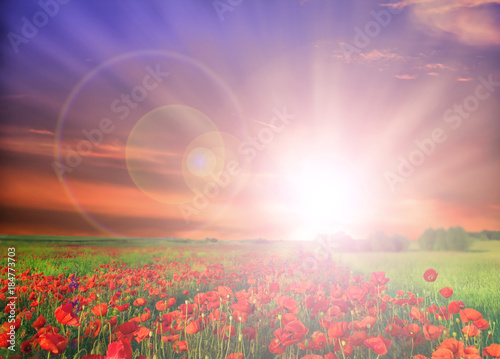 Field of poppies on a sunrise