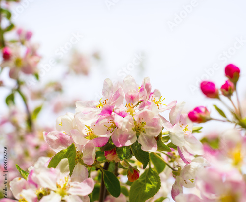 Blossoming apple tree in spring © Aleksas Kvedoras