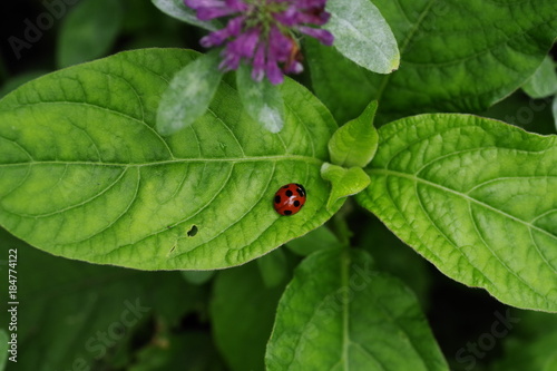 Ladybug brooch