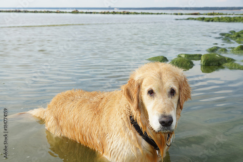 Bild auf Leinwand The dog breed golden retriever wet after bathing standing on the water in a bay