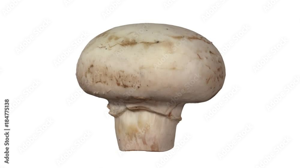 Realistic render of a rotating white (champignon) mushroom on white background. The video is seamlessly looping, and the 3D object is scanned from a real mushroom.
Realistic render of a rotating white (champignon) mushroom on white background. The video is seamlessly looping, and the 3D object is scanned from a real mushroom.