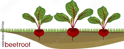 Beetroot plants on vegetable patch 