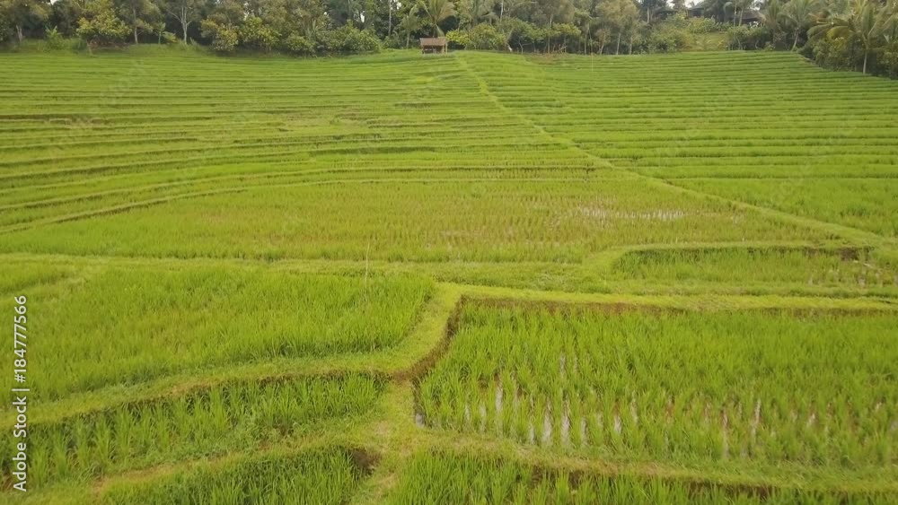 Rice terrace field in the mountains, farmlands, trees. Aerial view of rice plantation,terrace, agricultural land of farmers. 4K video, Aerial footage. Rice terrace field in the mountains, farmlands, trees. Aerial view of rice plantation,terrace, agricultural land of farmers. 4K video, Aerial footage.