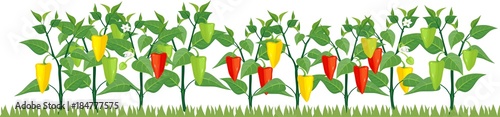 Vegetable patch with fruiting sweet pepper plants on white background