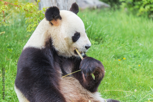 Fototapeta Naklejka Na Ścianę i Meble -  Giant panda, bear panda eating bamboo 

