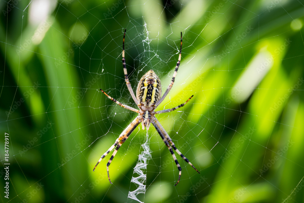 spider wove spider webs