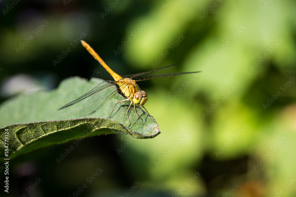the dragonfly sits on a leaf is heated in the sun the dragonfly sits on a leaf is heated in the sun
