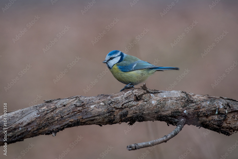 Obraz premium Blue tit (Parus caeruleus)resting on tree branch