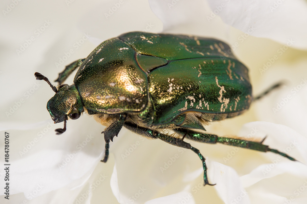 beetle in a flower beetle in a flower
