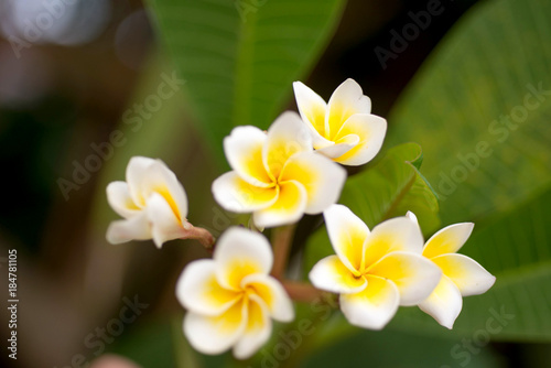 Close up of white and yellow Plumeria flowers blooming