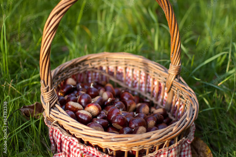 Chestnuts in the basket on the garden. Chestnuts in the basket on the garden.