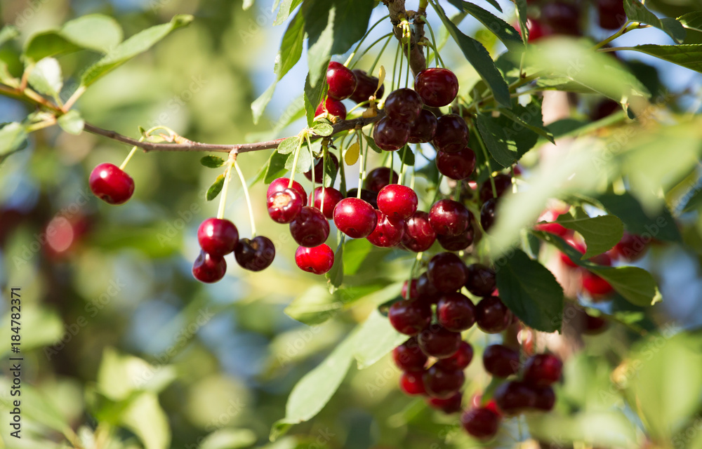 Red ripe cherry on a branch of a tree