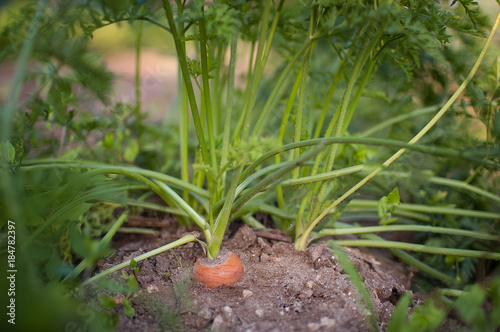 Growing carrots in the garden