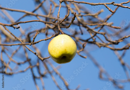Apples on the bare branches of a tree