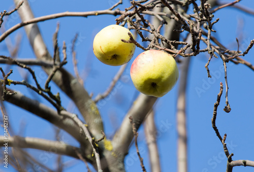Apples on the bare branches of a tree