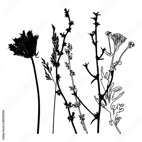 Meadow grasses, herbs and flowers outlines vector floral illustration.