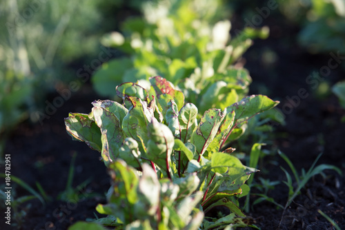 Young sprouts beets in the garden on a Sunny spring day