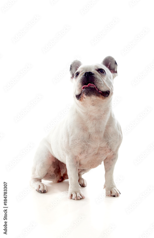 Portrait in Studio of a cute bulldog