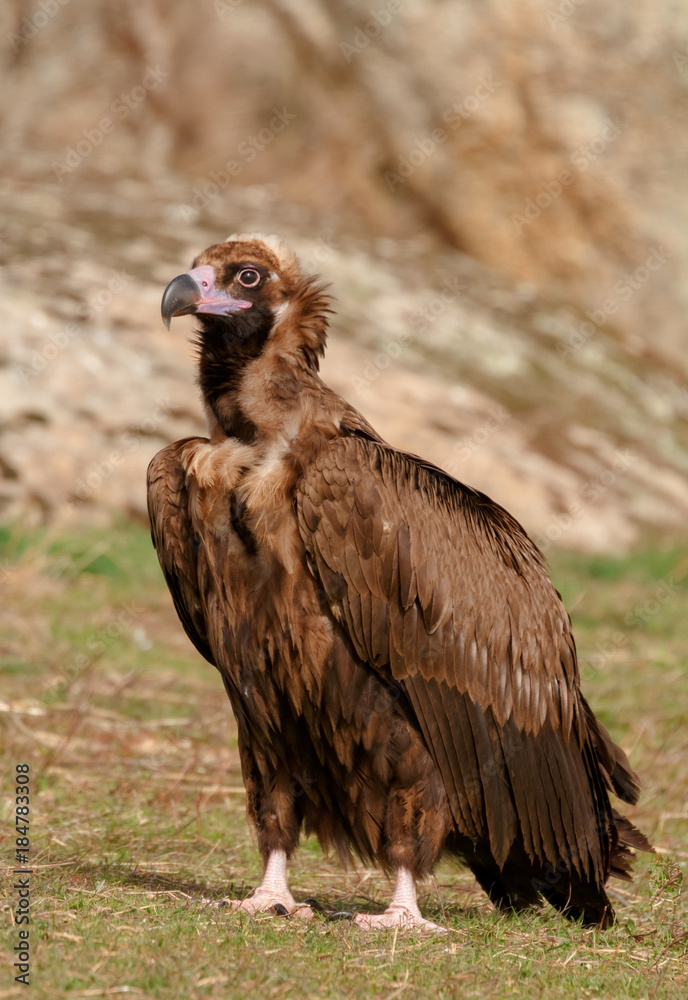 Fototapeta premium The majestic black vulture