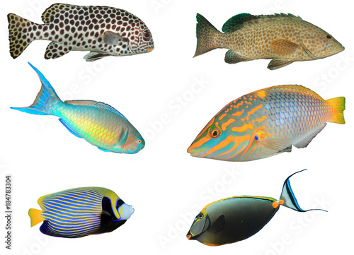 Tropical reef fish isolated on white background