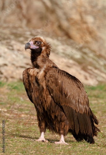 The majestic black vulture
