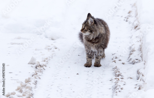 Cat walks in the snow in winter © schankz
