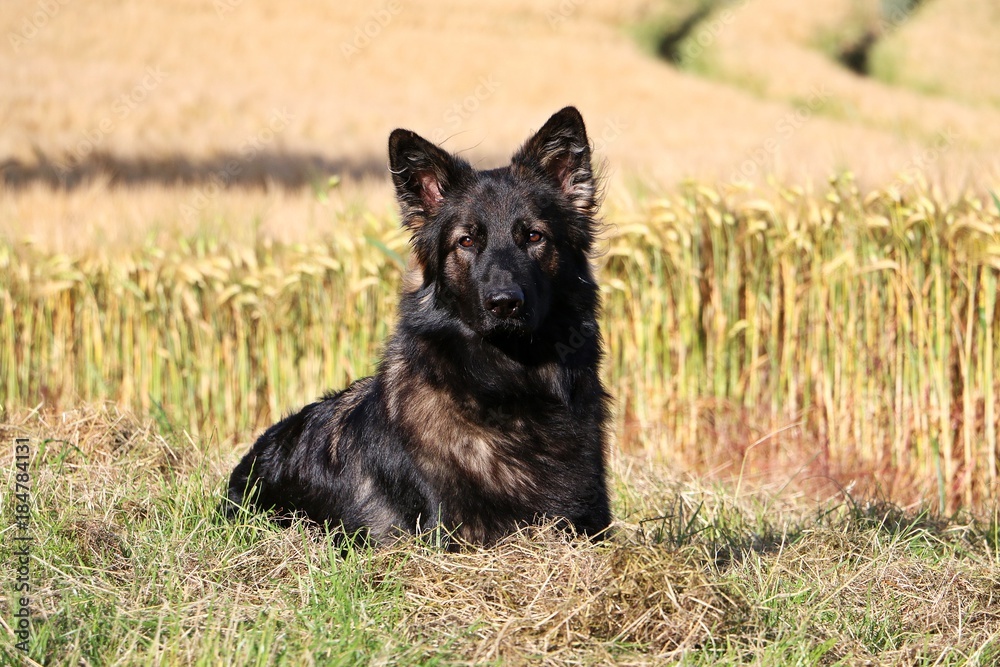 altdeutscher Schäferhund liegt in einem Kornfeld altdeutscher Schäferhund liegt in einem Kornfeld