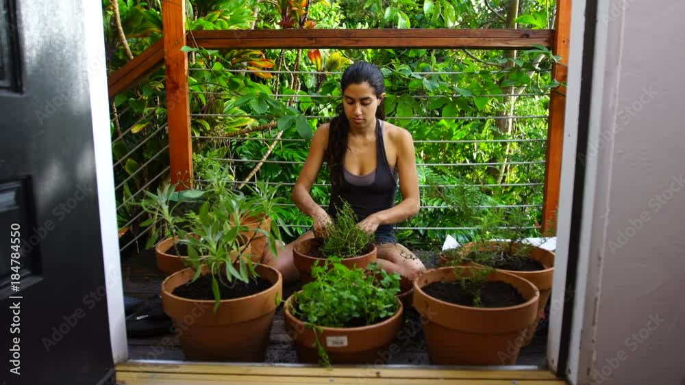 An attractive young native woman uses her hands to scoop potting soil and plant herbs and succulent plants in red clay pots, while kneeling on a rustic deck with a lush jungle background. An attractive young native woman uses her hands to scoop potting soil and plant herbs and succulent plants in red clay pots, while kneeling on a rustic deck with a lush jungle background.
