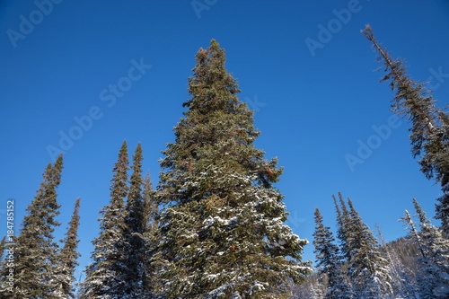 A large, old fir tree against a blue sky in winter.